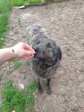 MUCKY, Hund, Mischlingshund in Rumänien - Bild 8