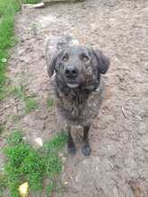 MUCKY, Hund, Mischlingshund in Rumänien - Bild 9