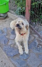 MARNIE, Hund, Mischlingshund in Rumänien - Bild 1