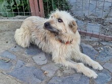MARNIE, Hund, Mischlingshund in Rumänien - Bild 2