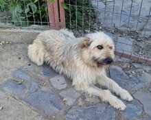 MARNIE, Hund, Mischlingshund in Rumänien - Bild 4