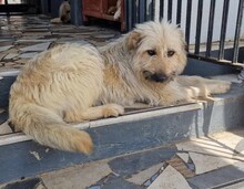 MARNIE, Hund, Mischlingshund in Rumänien - Bild 5