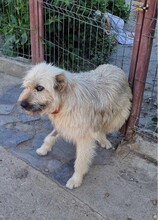 MARNIE, Hund, Mischlingshund in Rumänien - Bild 6