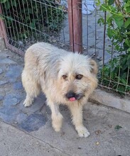 MARNIE, Hund, Mischlingshund in Rumänien - Bild 7