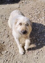 MARNIE, Hund, Mischlingshund in Rumänien - Bild 8
