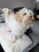SOPHIE, Hund, Mischlingshund in Norderstedt - Bild 1
