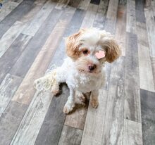 SOPHIE, Hund, Mischlingshund in Norderstedt - Bild 2