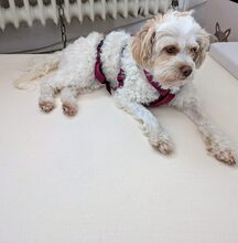 SOPHIE, Hund, Mischlingshund in Norderstedt - Bild 3