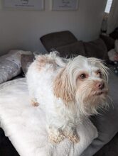 SOPHIE, Hund, Mischlingshund in Norderstedt - Bild 5