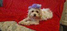 SOPHIE, Hund, Mischlingshund in Norderstedt - Bild 6