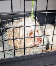SOPHIE, Hund, Mischlingshund in Norderstedt - Bild 7