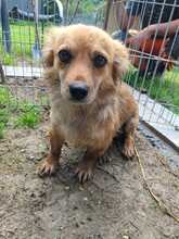 ANJALI, Hund, Mischlingshund in Rumänien - Bild 1