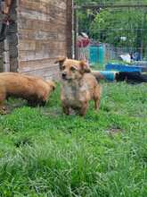 ANJALI, Hund, Mischlingshund in Rumänien - Bild 10