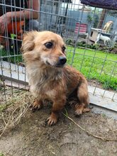 ANJALI, Hund, Mischlingshund in Rumänien - Bild 3