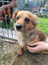 ANJALI, Hund, Mischlingshund in Rumänien - Bild 4