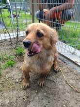 ANJALI, Hund, Mischlingshund in Rumänien - Bild 5