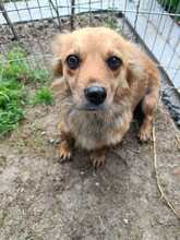 ANJALI, Hund, Mischlingshund in Rumänien - Bild 6