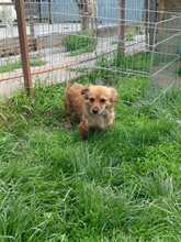 ANJALI, Hund, Mischlingshund in Rumänien - Bild 7