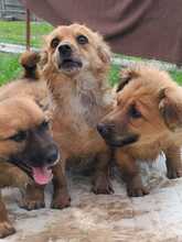ANJALI, Hund, Mischlingshund in Rumänien - Bild 8