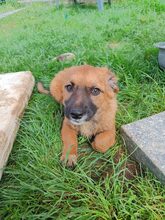 PERCY, Hund, Mischlingshund in Rumänien - Bild 10