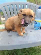 PERCY, Hund, Mischlingshund in Rumänien - Bild 3