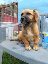 PERCY, Hund, Mischlingshund in Rumänien - Bild 5