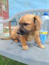 PERCY, Hund, Mischlingshund in Rumänien - Bild 6