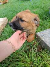 PERCY, Hund, Mischlingshund in Rumänien - Bild 9