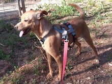 OLE, Hund, Mischlingshund in Portugal - Bild 10