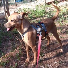 OLE, Hund, Mischlingshund in Portugal - Bild 2