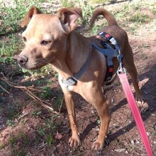 OLE, Hund, Mischlingshund in Portugal - Bild 3