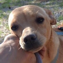 OLE, Hund, Mischlingshund in Portugal - Bild 5