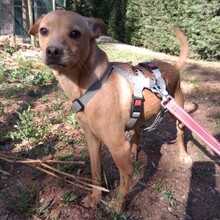 OLE, Hund, Mischlingshund in Portugal - Bild 6