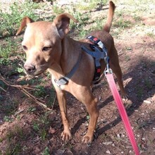 OLE, Hund, Mischlingshund in Portugal - Bild 8