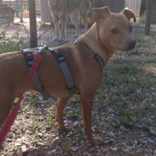 OLE, Hund, Mischlingshund in Portugal - Bild 9