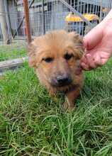 ROBIN, Hund, Mischlingshund in Rumänien - Bild 7