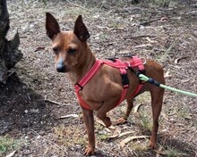 OWEN, Hund, Mischlingshund in Portugal - Bild 1