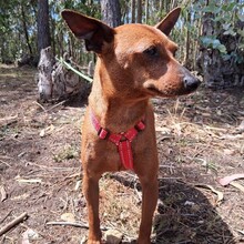 OWEN, Hund, Mischlingshund in Portugal - Bild 2