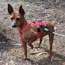 OWEN, Hund, Mischlingshund in Portugal - Bild 3