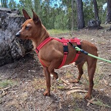 OWEN, Hund, Mischlingshund in Portugal - Bild 5