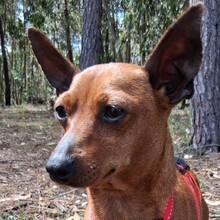 OWEN, Hund, Mischlingshund in Portugal - Bild 6