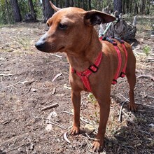 OWEN, Hund, Mischlingshund in Portugal - Bild 7