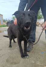 JUMPER, Hund, Mischlingshund in Rumänien - Bild 3