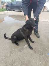 JUMPER, Hund, Mischlingshund in Rumänien - Bild 9
