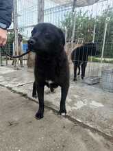 CAPTAIN, Hund, Mischlingshund in Rumänien - Bild 4