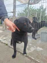 CAPTAIN, Hund, Mischlingshund in Rumänien - Bild 6