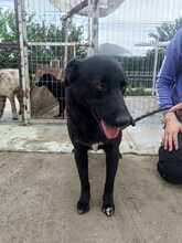 MARLEY, Hund, Mischlingshund in Rumänien - Bild 6