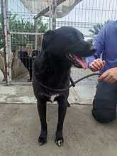 MARLEY, Hund, Mischlingshund in Rumänien - Bild 7