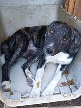 PINO, Hund, Mischlingshund in Rumänien - Bild 11