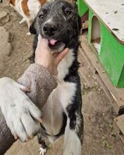 PINO, Hund, Mischlingshund in Rumänien - Bild 3